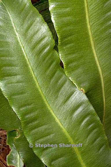 asplenium scolopendrium 1 graphic